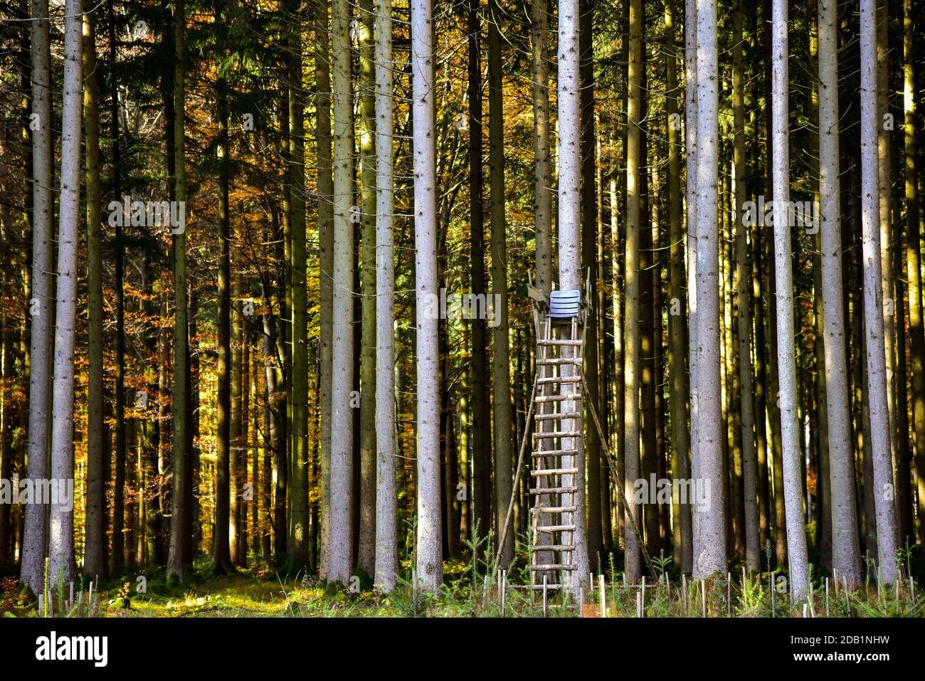 Hunter's stand dans une forêt en Bavière, Allemagne, Europe Banque D'Images