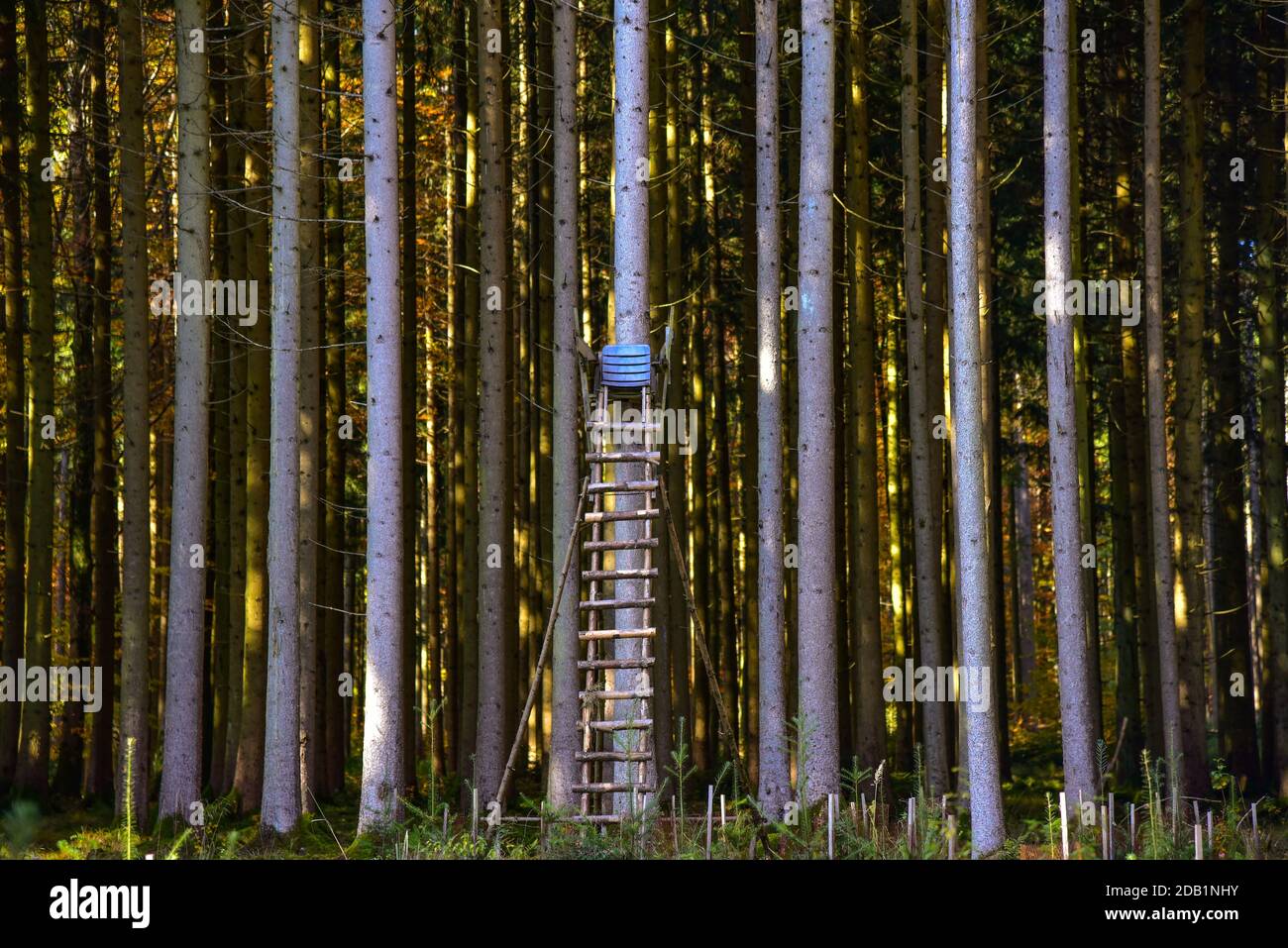 Hunter's stand dans une forêt en Bavière, Allemagne, Europe Banque D'Images