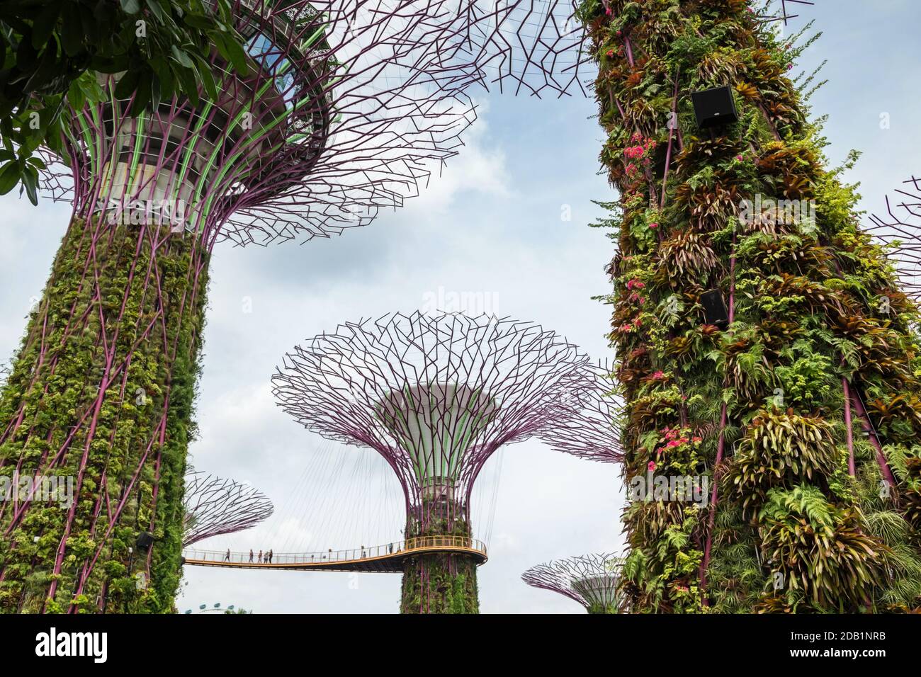 Les superarbres de Gardens by the Bay, un parc naturel de Singapour, sont de grands canopées offrant de l'ombre dans la journée et une lumière exaltante la nuit Banque D'Images