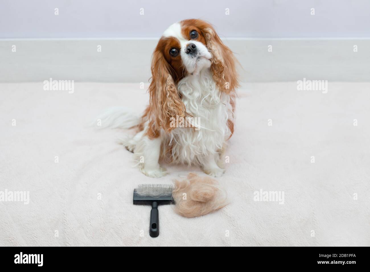 L'animal de compagnie cavalier King Charles Spaniel regarde de près l'appareil photo après la procédure de peigner avec un pinceau animal. Peignant de la laine, moussant chez les animaux Banque D'Images