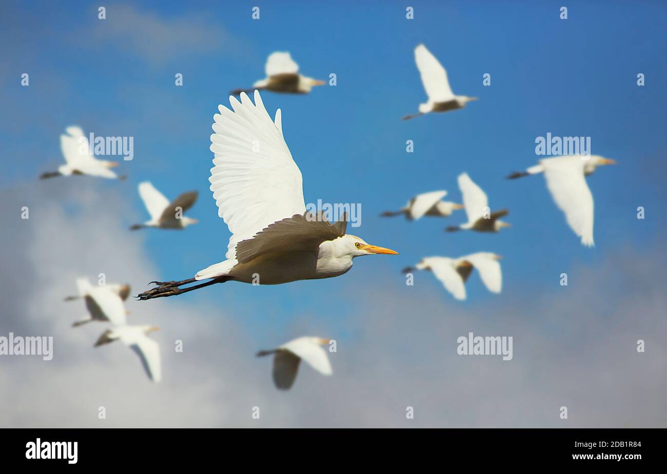 Beaux oiseaux dans la province de Mazandaran en Iran. Banque D'Images