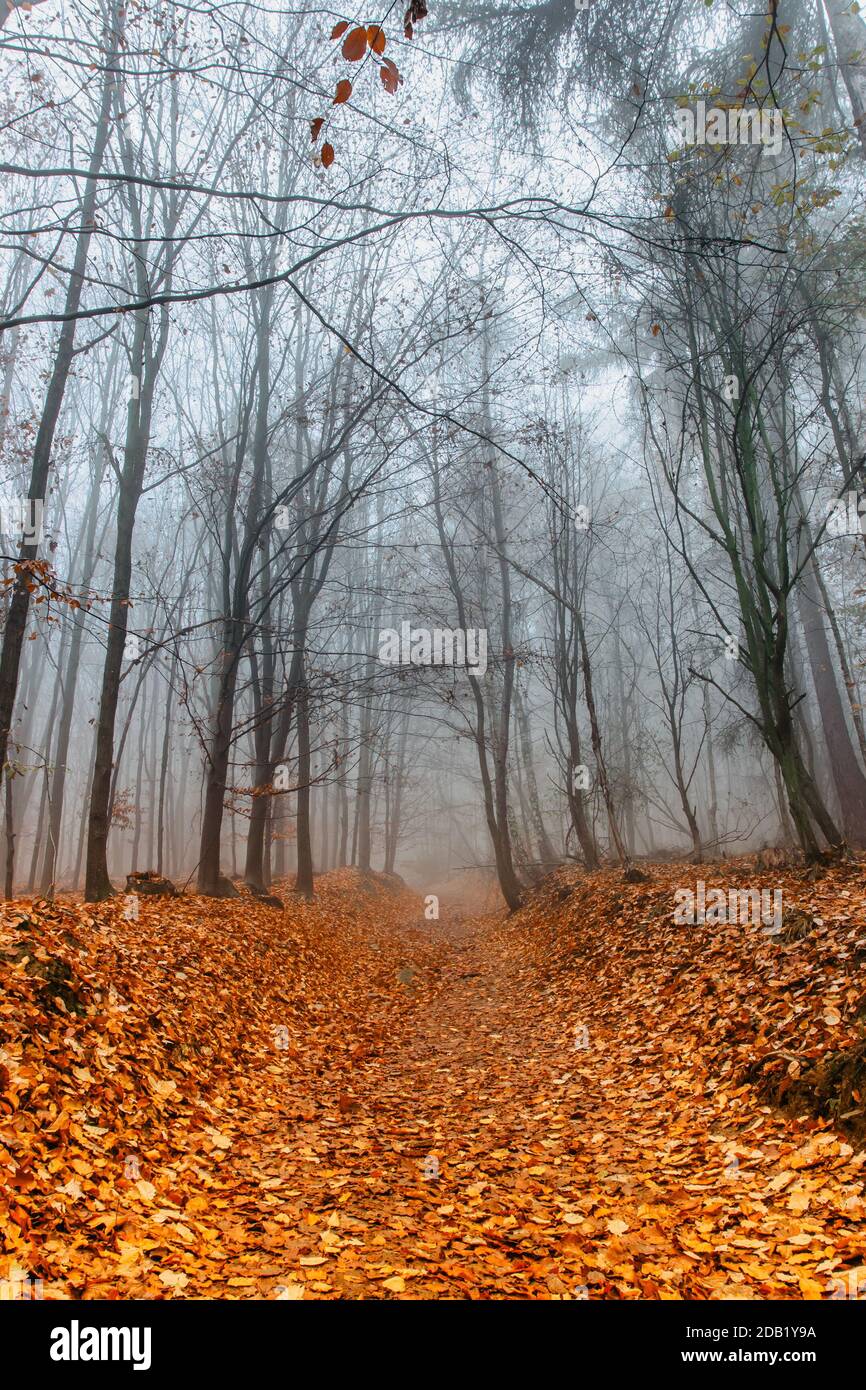 Paysage de sentier dans une forêt effrayante et brumeuse. Paysage coloré avec forêt brumeux, feuillage orange en automne. Forêt de fées en automne. Bois d'automne. Arbres enchantés. Banque D'Images
