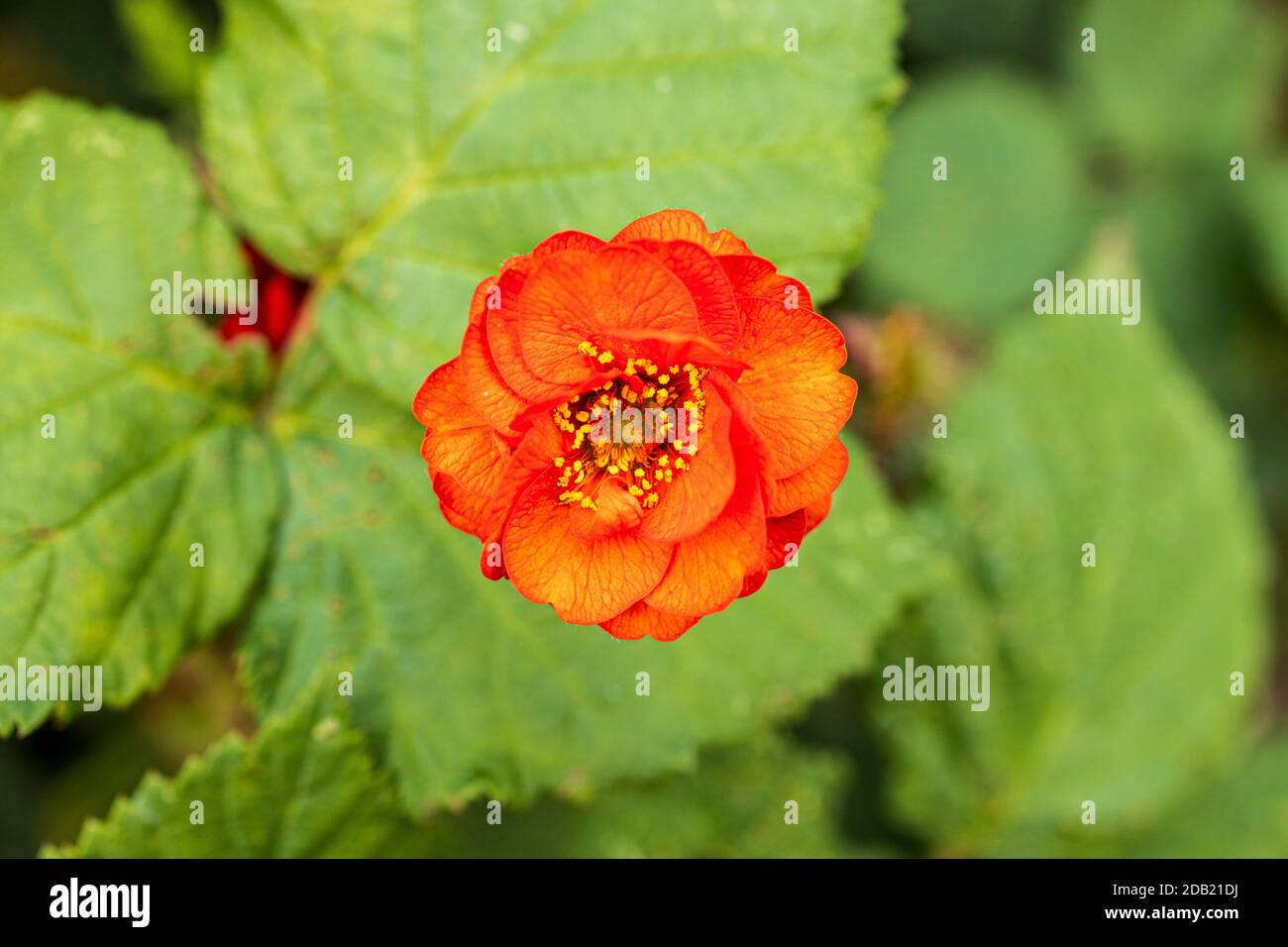 Gros plan de la fleur de Rubus, blackberry de l'Himalaya, blackberry arménien, plante à fleurs rouges dans les jardins de la maison de Rothe, Kilkenny, comté de Kilken Banque D'Images