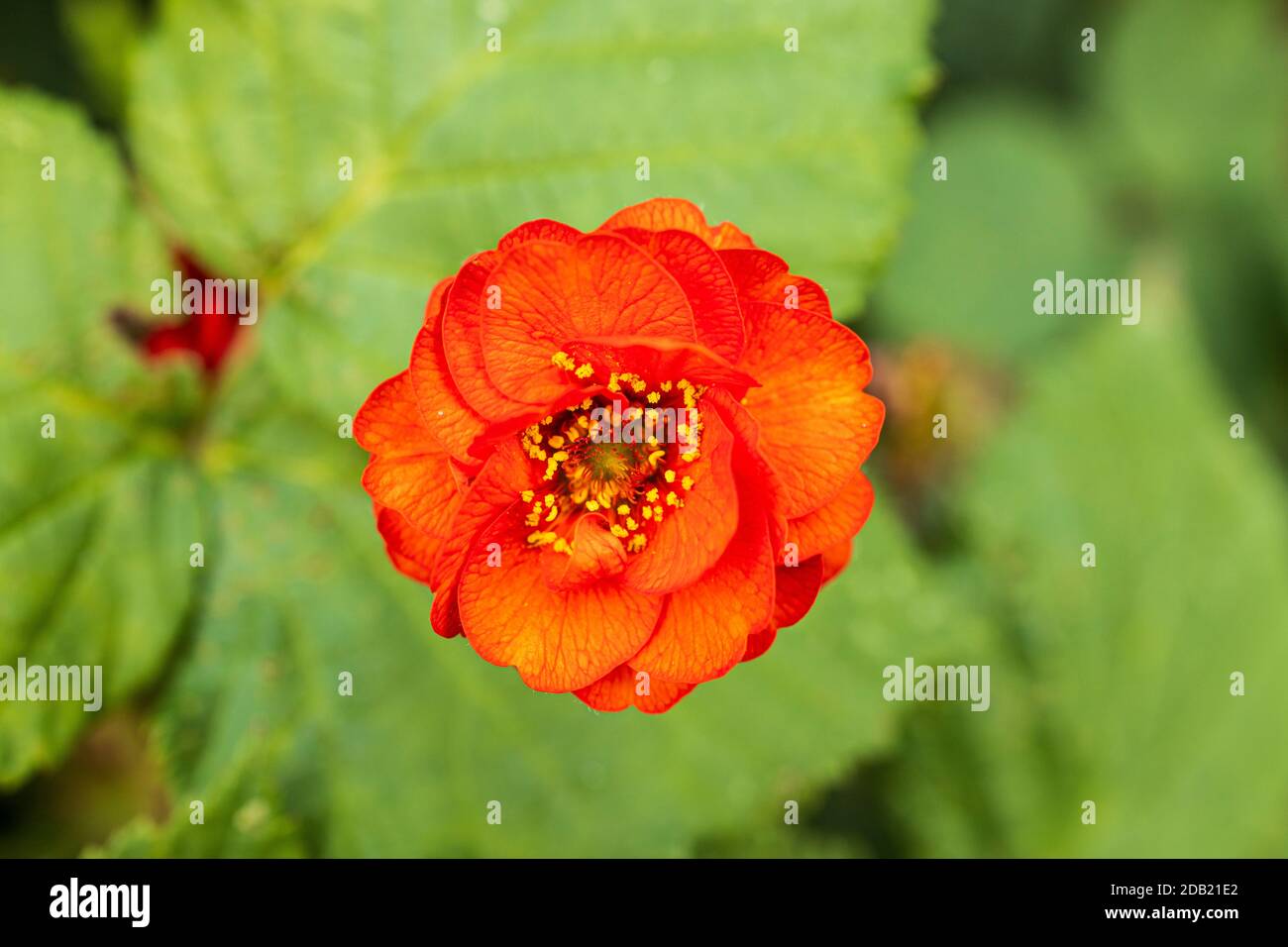 Gros plan de la fleur de Rubus, blackberry de l'Himalaya, blackberry arménien, plante à fleurs rouges dans les jardins de la maison de Rothe, Kilkenny, comté de Kilken Banque D'Images
