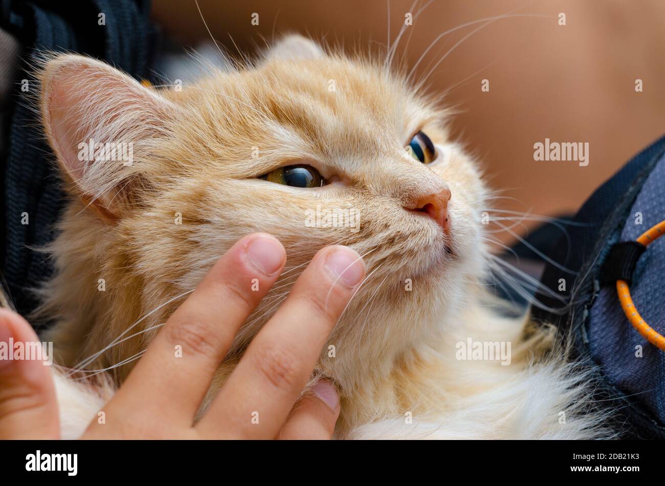 Les Doigts De Bebe Font Un Avc Sur Le Visage D Un Chat Photo Stock Alamy