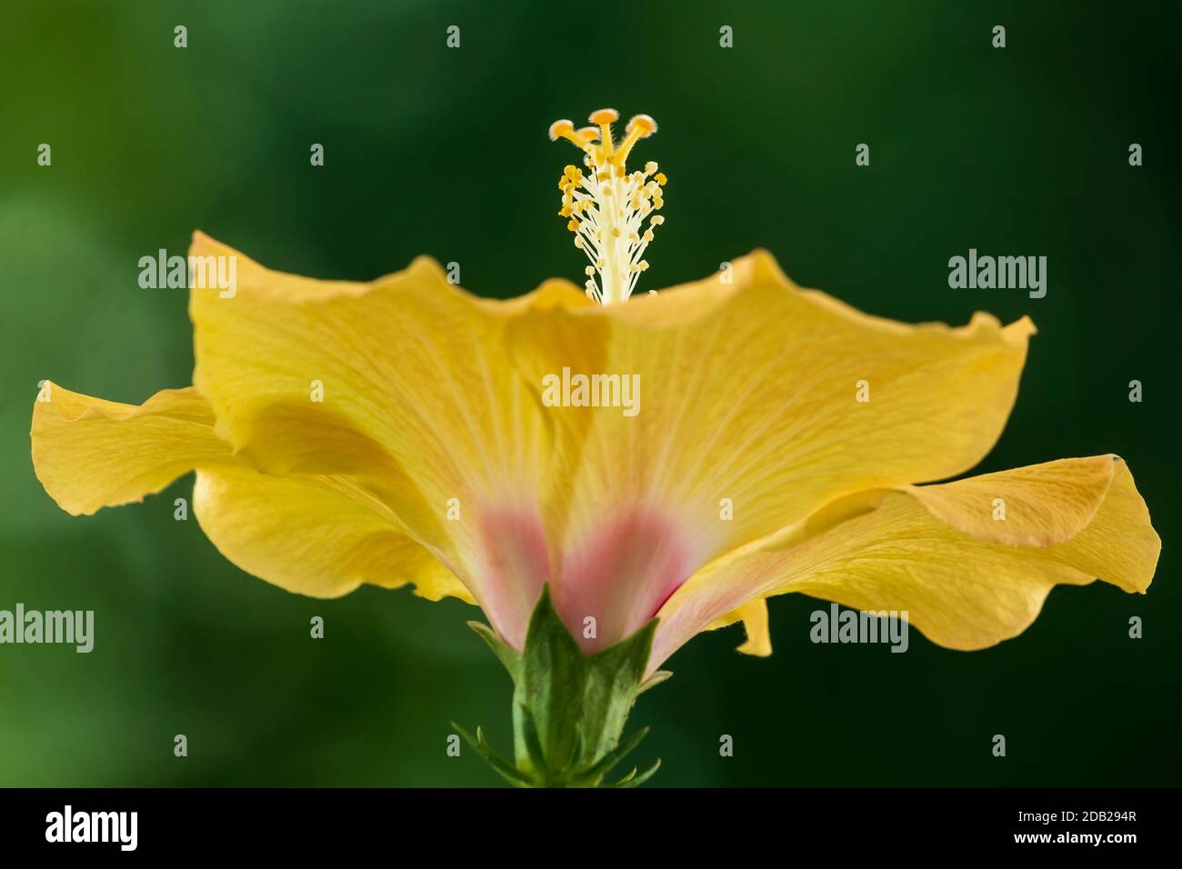 Hibiscus jaune et rouge syriacus hibiscus dur rose de sharon hibiscus tropical Banque D'Images