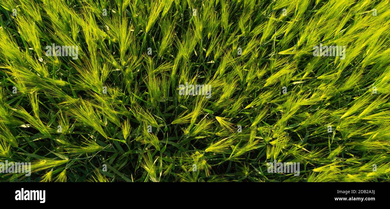 Champ agricole de blé vert Banque D'Images