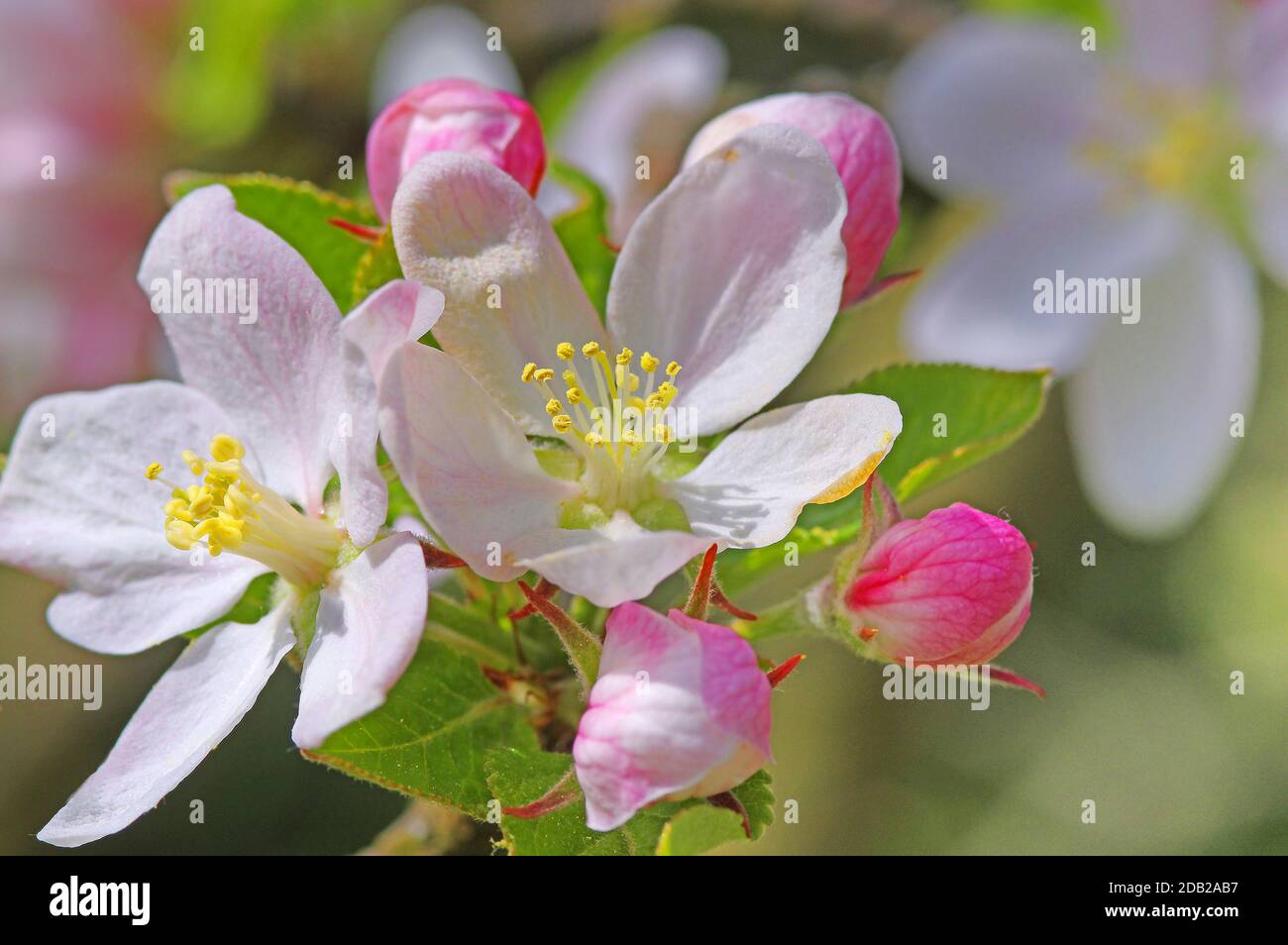 Pomme domestique (Malus sylvestris), fleurs et boutons de fleurs. Allemagne Banque D'Images