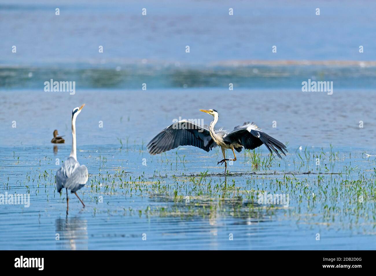 Héron gris (Ardea cinerea). Deux hérons se battent pour le meilleur endroit pour pêcher. Allemagne Banque D'Images