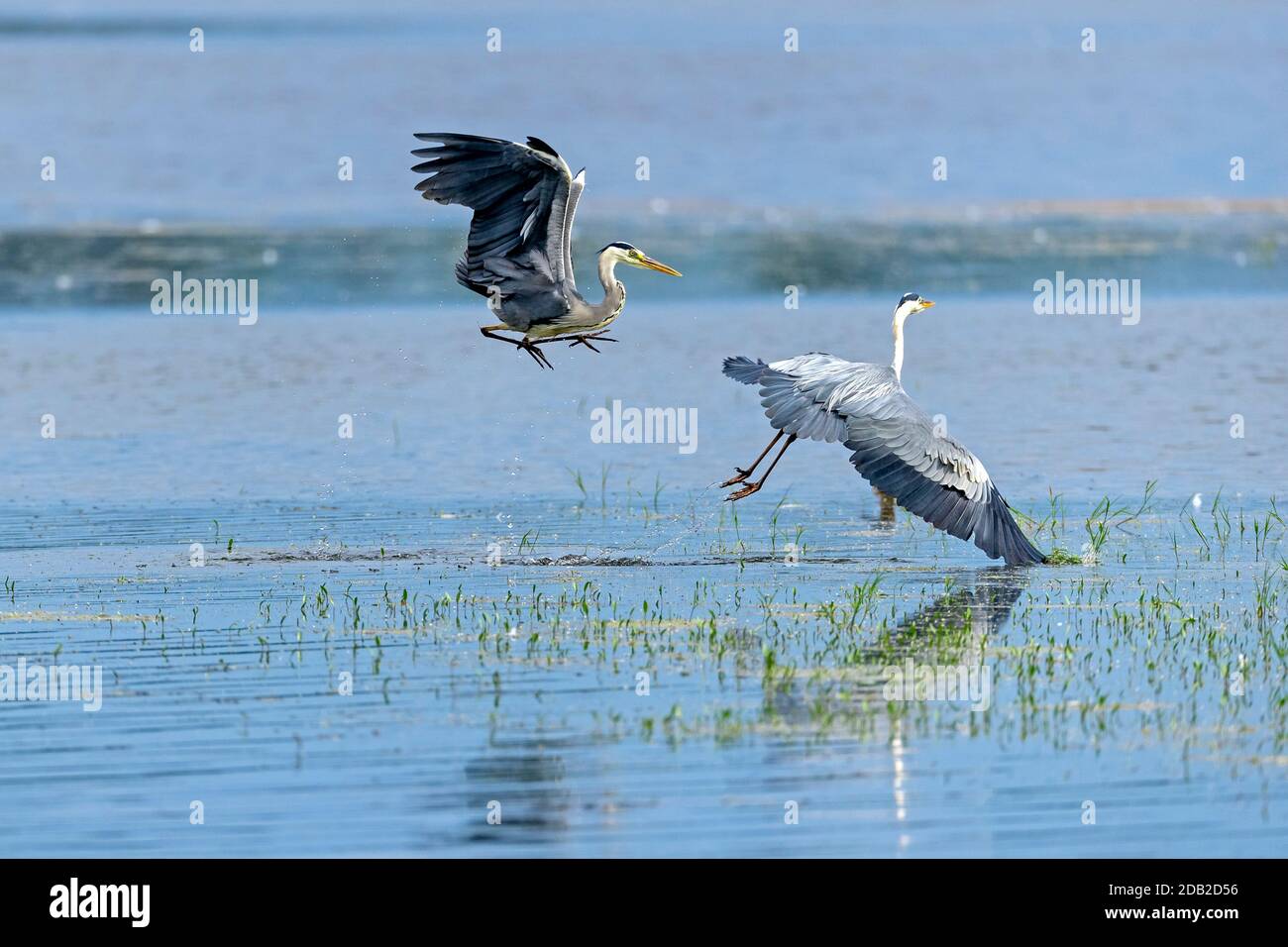 Héron gris (Ardea cinerea). Deux hérons se battent pour le meilleur endroit pour pêcher. Allemagne Banque D'Images