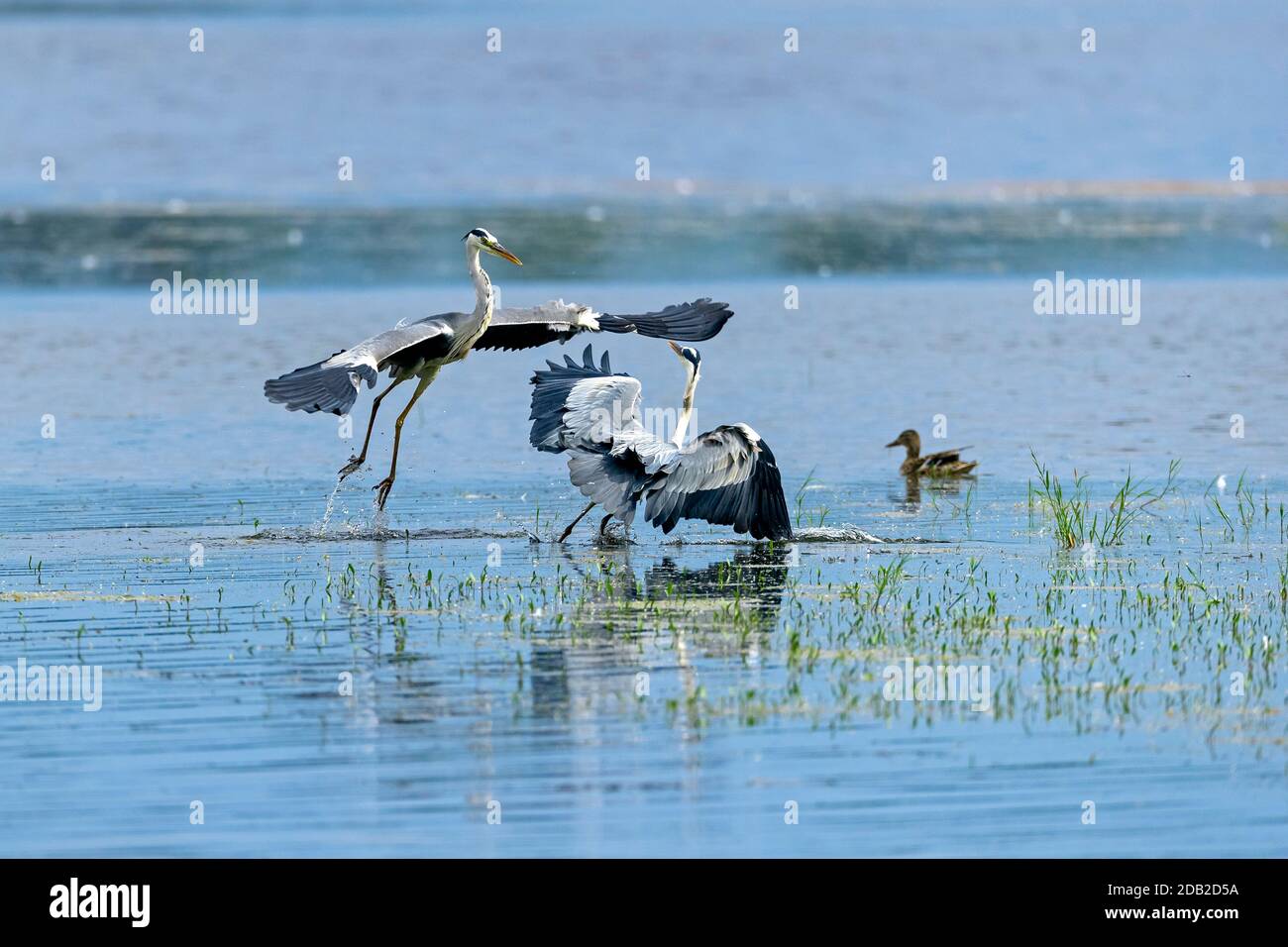 Héron gris (Ardea cinerea). Deux hérons se battent pour le meilleur endroit pour pêcher. Allemagne Banque D'Images
