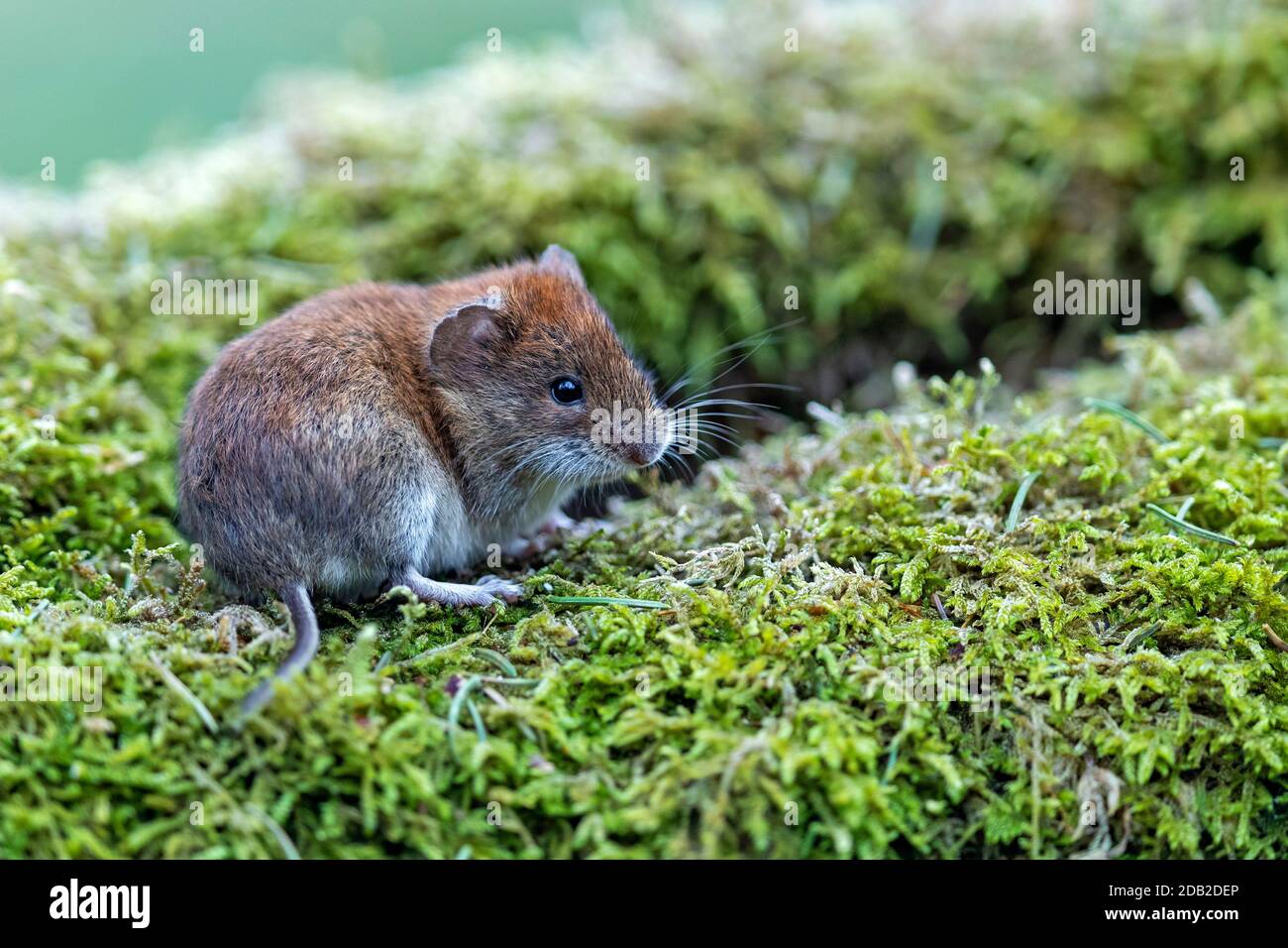 Campagnol roussâtre (Clethrionomys glareolus). Des profils sur un journal moussue. Allemagne Banque D'Images