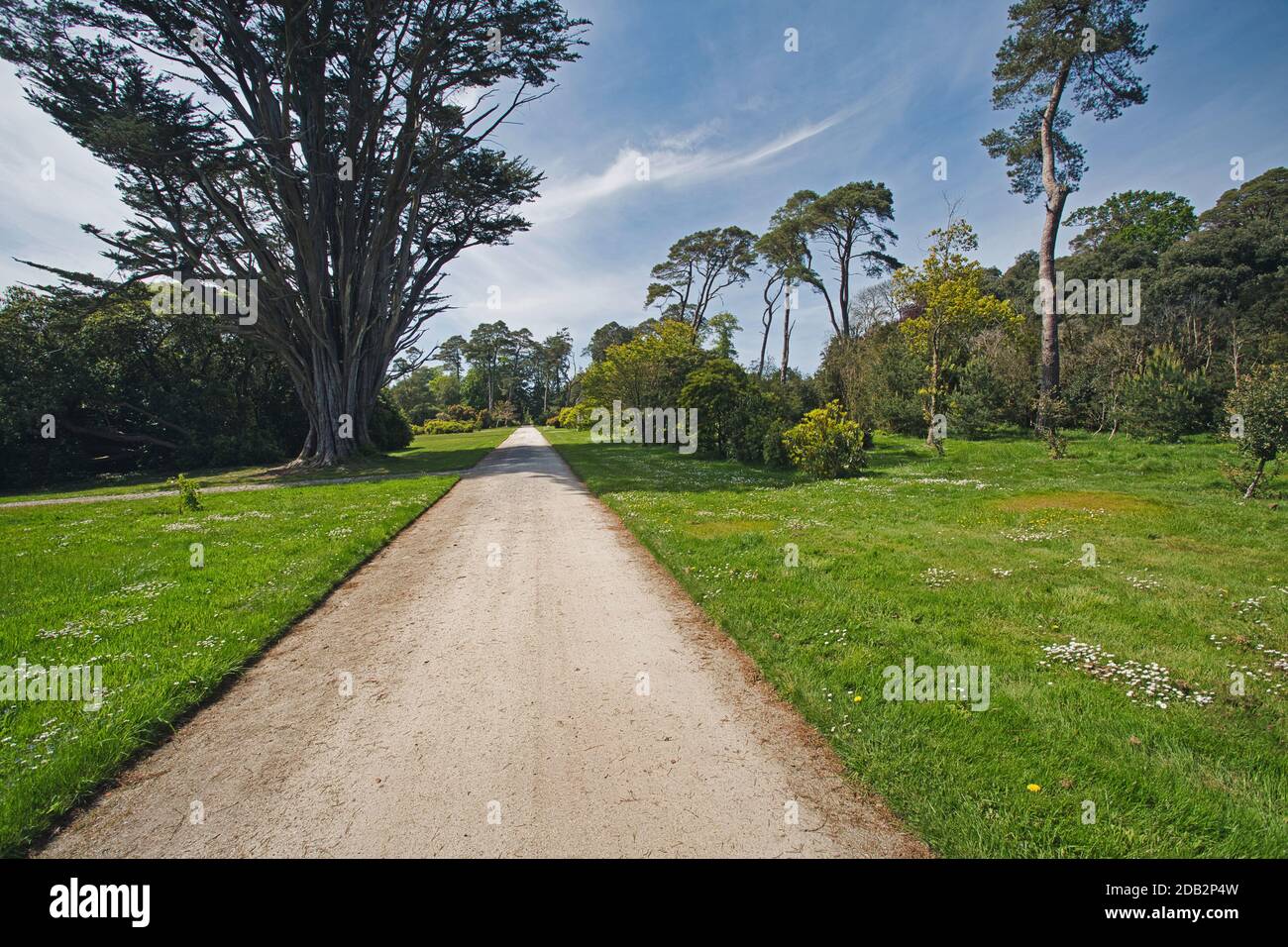 Les jardins à Tregothnan domaine près de Truro, Cornwall, UK Banque D'Images