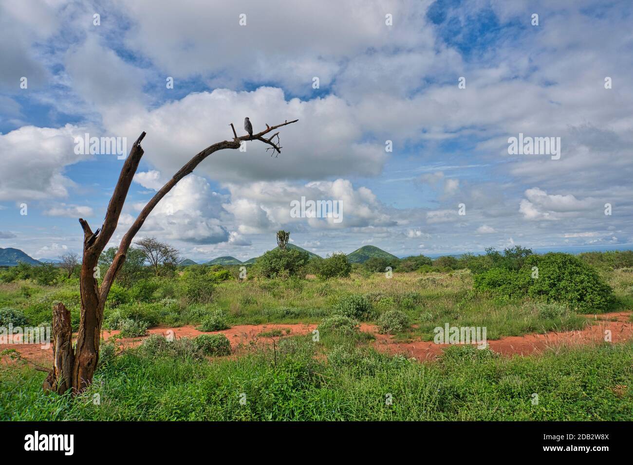 Photos de paysages du Parc National Tsavo East Tsavo West et Amboseli Banque D'Images