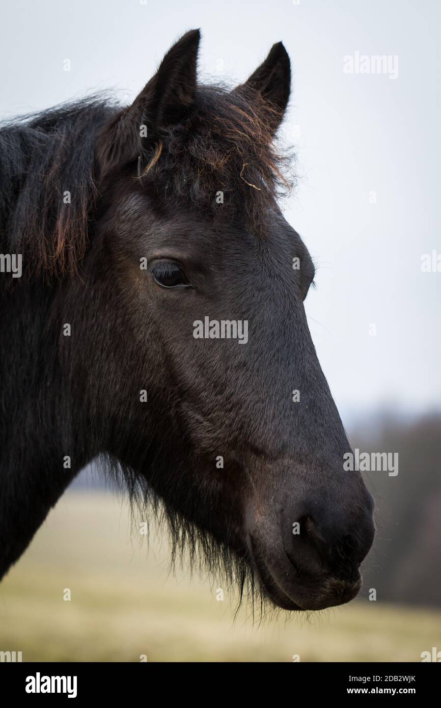 Poulain de beauté - cheval frison étalon Banque D'Images
