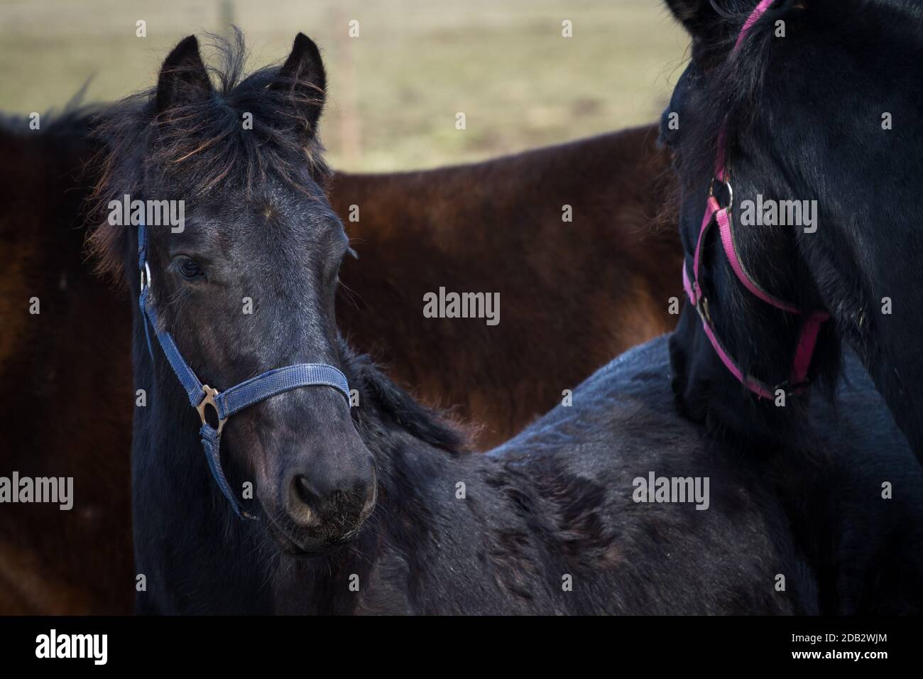 Poulain de beauté - cheval frison étalon Banque D'Images
