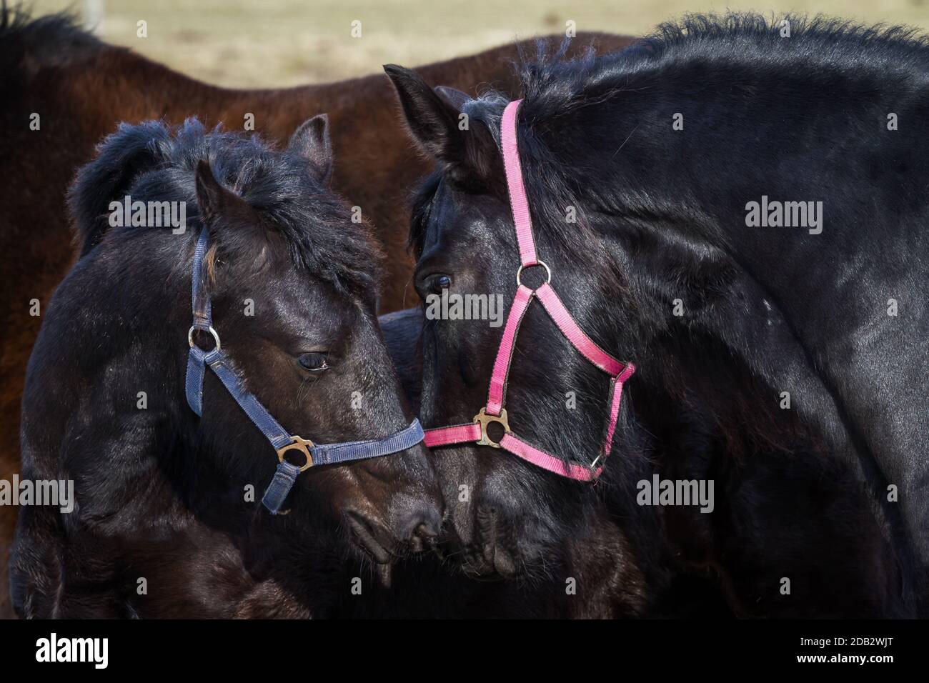 Poulain de beauté - cheval frison étalon Banque D'Images