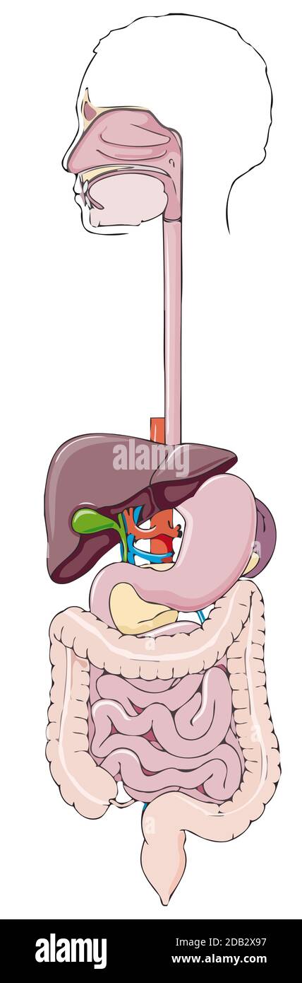 système digestif organes médecine illustration scientifique Banque D'Images