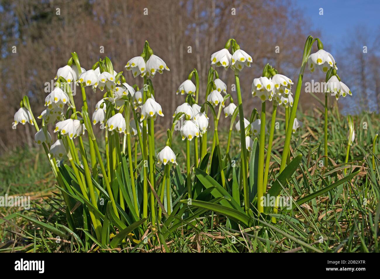 Flocon de neige printanier (Leucojum vernum), plantes à fleurs dans un pré. Allemagne Banque D'Images