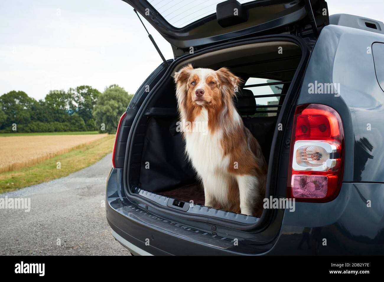 Berger australien dans le coffre d'une voiture. Pas pour les livres de guide d'animaux avant 9/2022 Banque D'Images