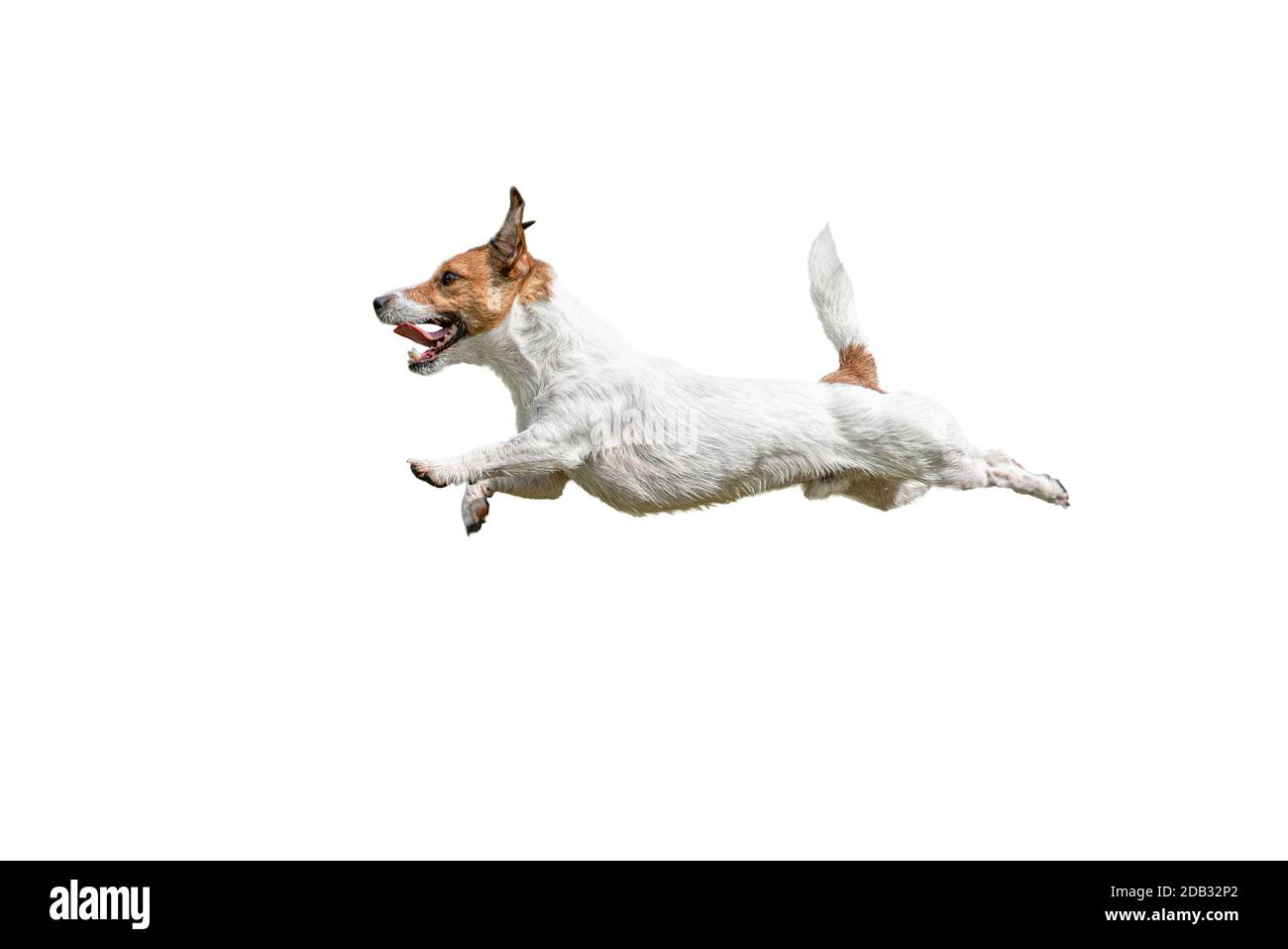 Vue du profil de la course rapide et du saut Jack Russell Terrier chien sur fond blanc Banque D'Images