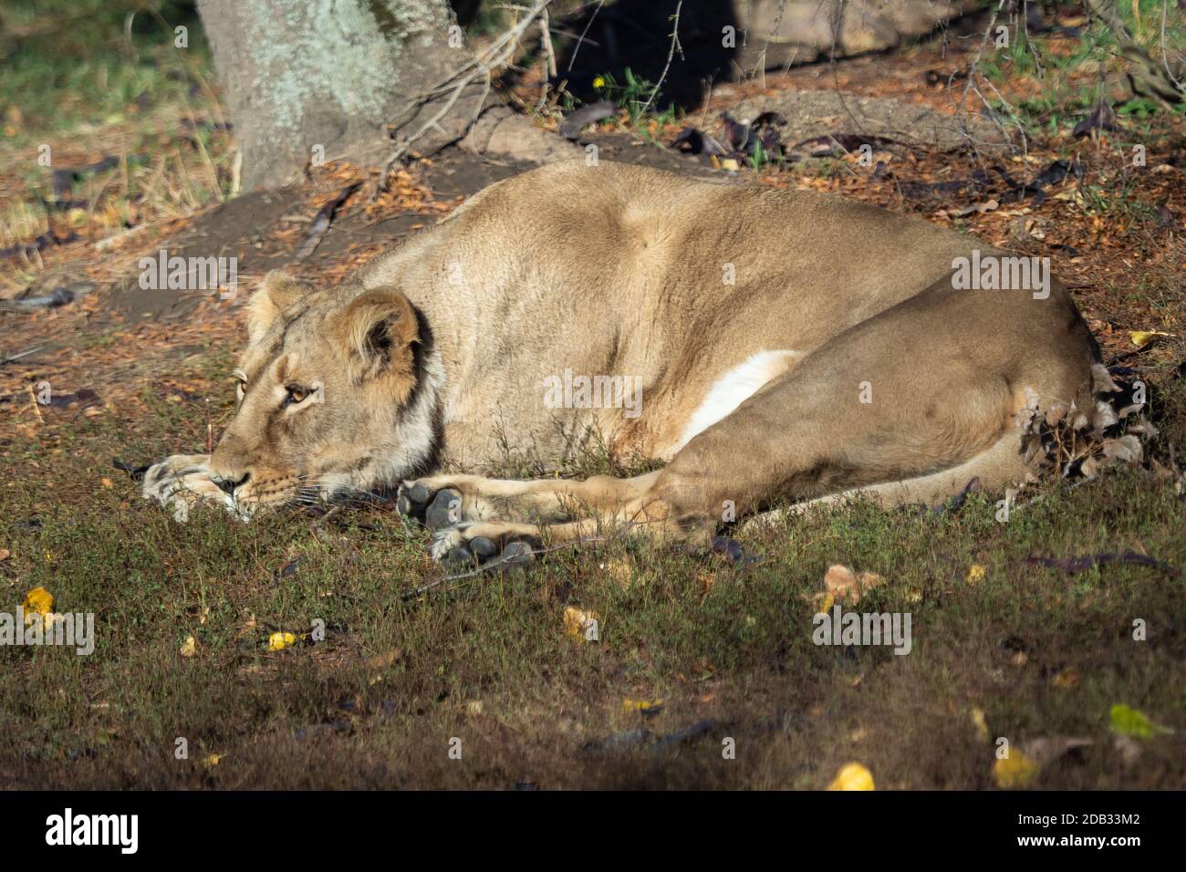 Lionne d'Asie (Panthera leo persica). Une espèce en voie de disparition. Banque D'Images