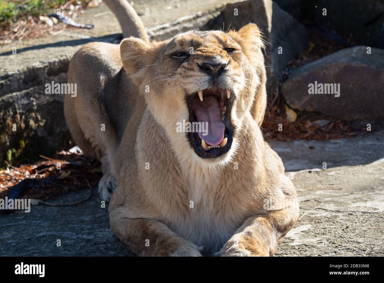 Lionne d'Asie (Panthera leo persica). Une espèce en voie de disparition. Banque D'Images