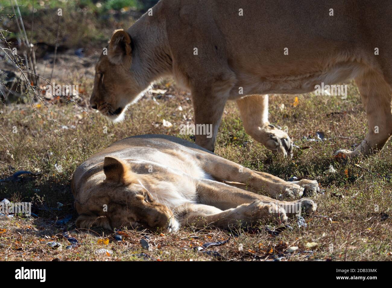 Lionne d'Asie (Panthera leo persica). Une espèce en voie de disparition. Banque D'Images