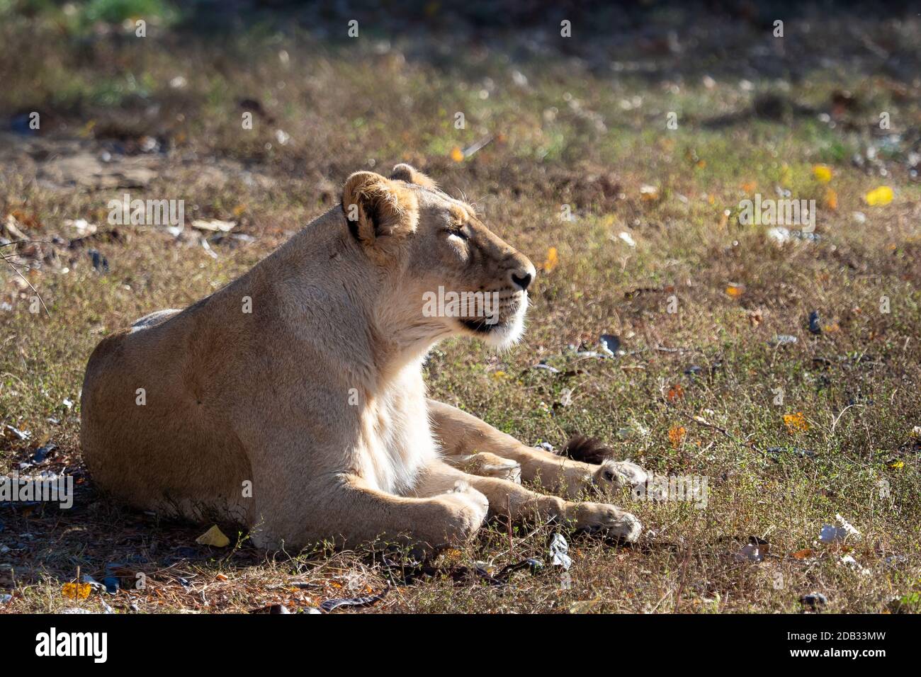 Lionne d'Asie (Panthera leo persica). Une espèce en voie de disparition. Banque D'Images