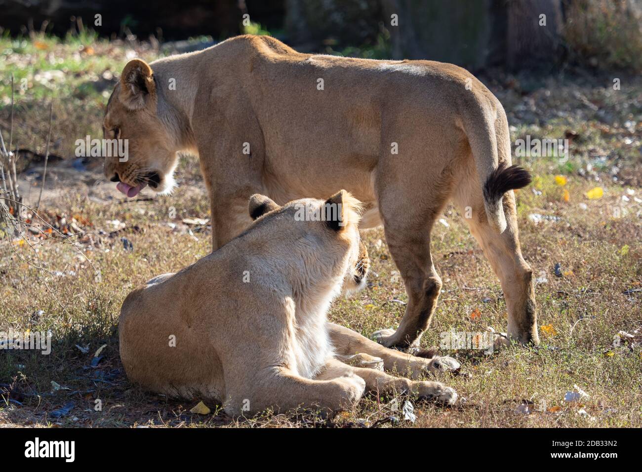 Lionne d'Asie (Panthera leo persica). Une espèce en voie de disparition. Banque D'Images