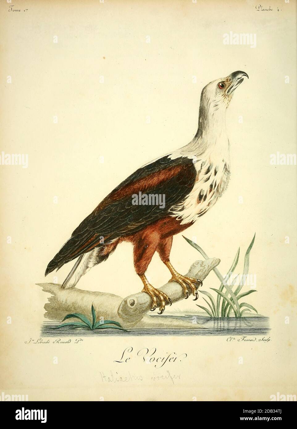 Le Vocifer ou l'aigle à poissons africains (Haliaeetus vocifer) ou l'aigle à la mer africaine, est une grande espèce d'aigle que l'on trouve dans toute l'Afrique sub-saharienne où se trouvent de grandes étendues d'eau libre avec une alimentation abondante. C'est l'oiseau national de Namibie et de Zambie. Oiseau de proie du livre Histoire naturelle des oiseaux d'Afrique [Histoire naturelle des oiseaux d'Afrique] par le Vaillant, François, 1753-1824; publier à Paris par chez J.J. Fuchs, libre.1799 Banque D'Images