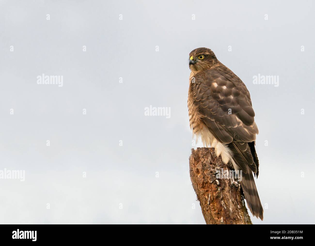 Une femelle sauvage Eurasion Sparrowhawk (Accipiter nisus) analyse son environnement pour trouver une proie potentielle, Warwickshire Banque D'Images