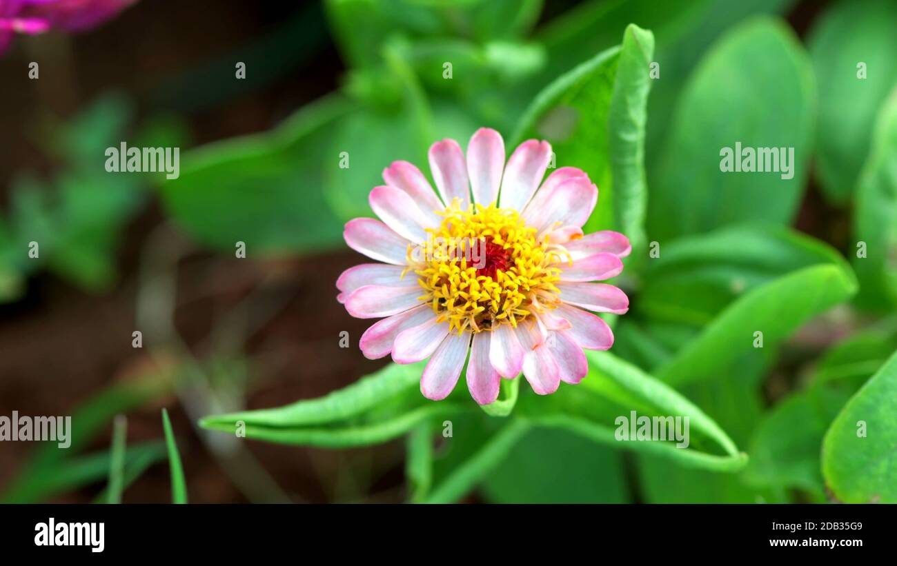 C'est une très belle fleur de gros plan beaucoup de rose et de couleur rose Banque D'Images