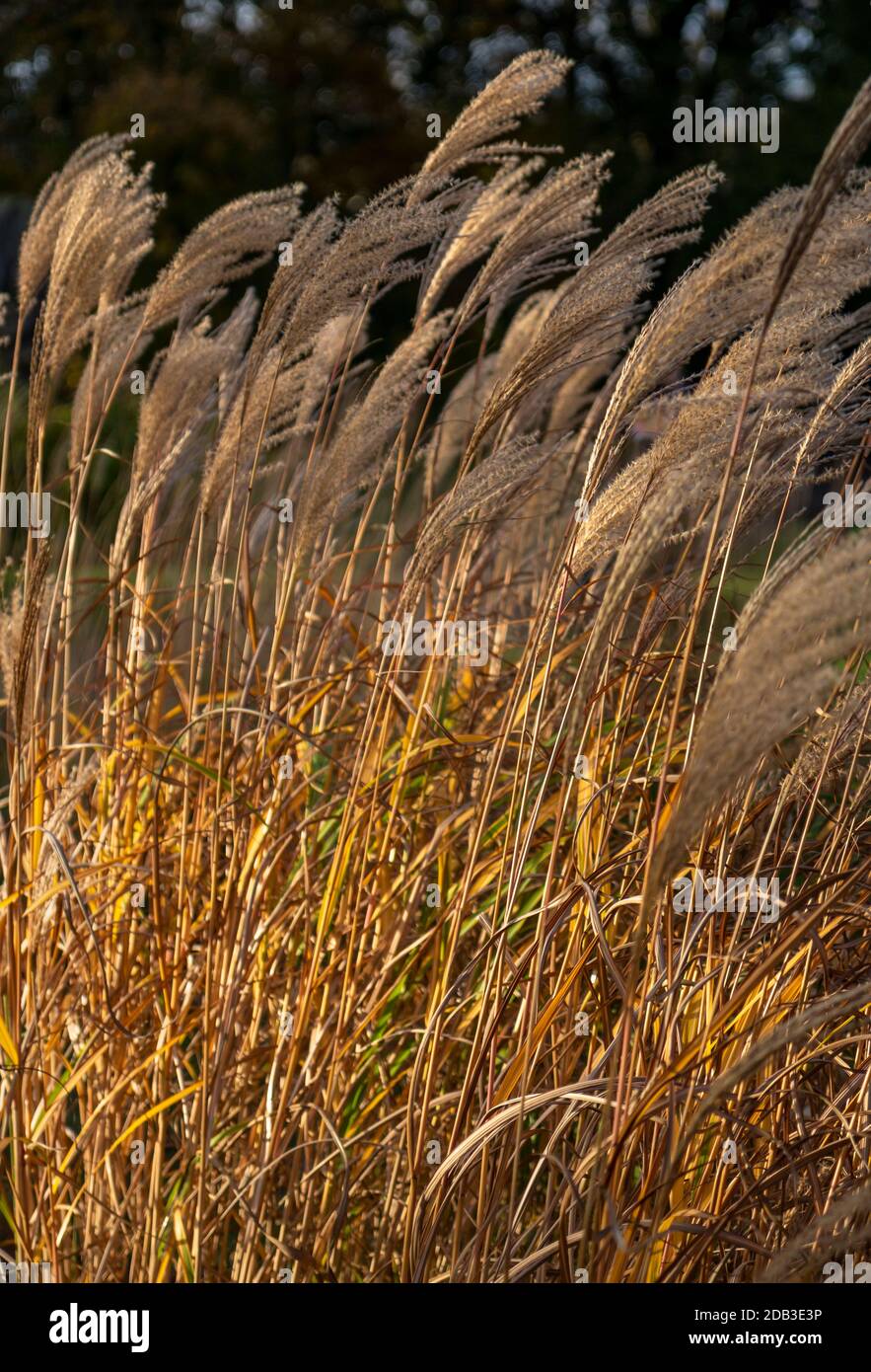 Grande herbe Miscanthus sinensis 'Positano' soufflant dans le vent dans la  lumière dorée du soir. Graminées vivaces rhizomates avec tiges lignifiées.  Verticale Photo Stock - Alamy