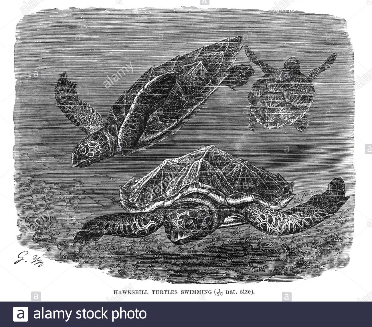 Hawksbill Turtle, illustration ancienne de 1896 Banque D'Images
