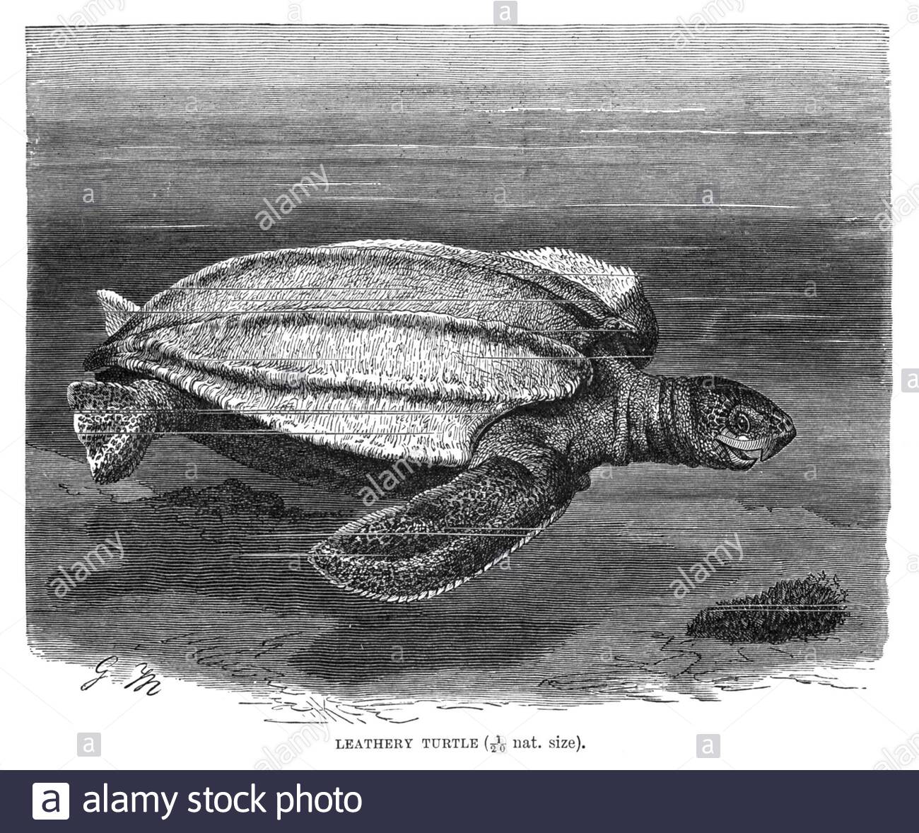 Tortue luth (tortue de mer Leatherback), illustration vintage de 1896 Banque D'Images