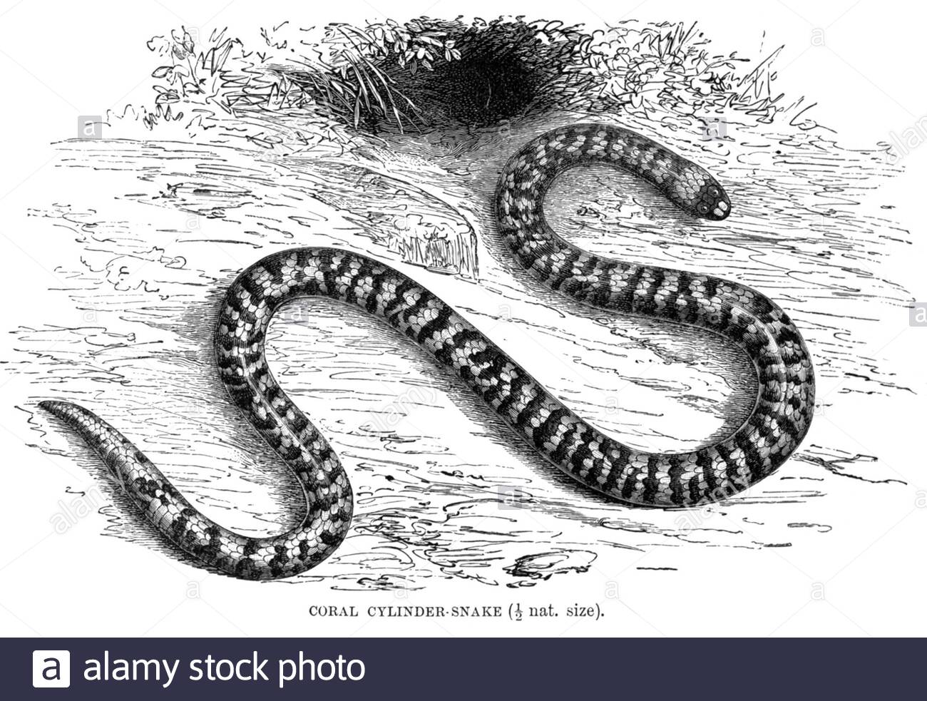 Serpent cylindrique corail (Anilius scytale), illustration vintage de 1896 Banque D'Images