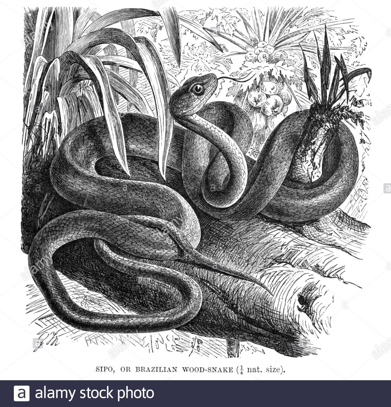 Snake SIPO (serpent à bois brésilien), illustration vintage de 1896 Banque D'Images