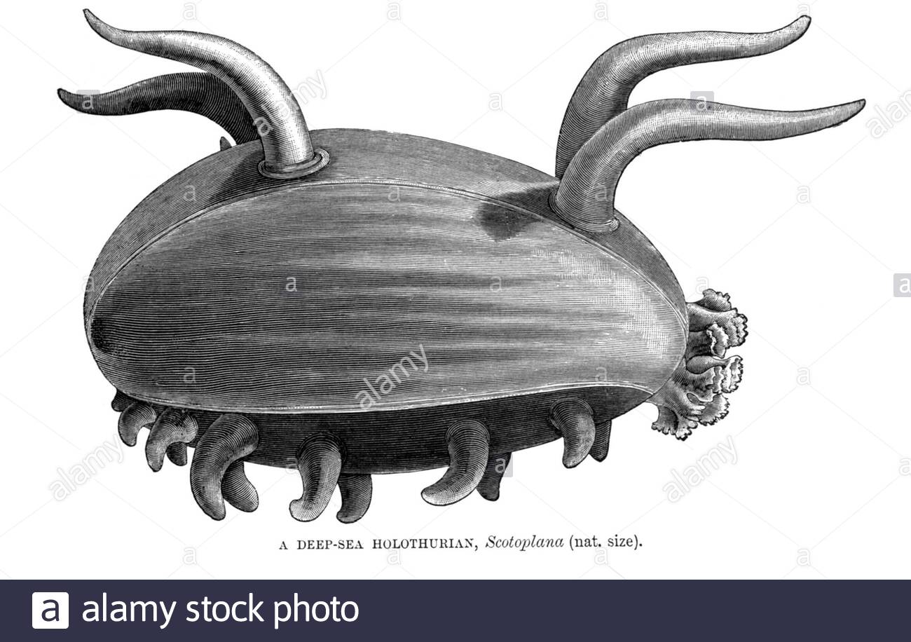 Holothurien de la mer profonde (concombre de mer), illustration ancienne de 1896 Banque D'Images