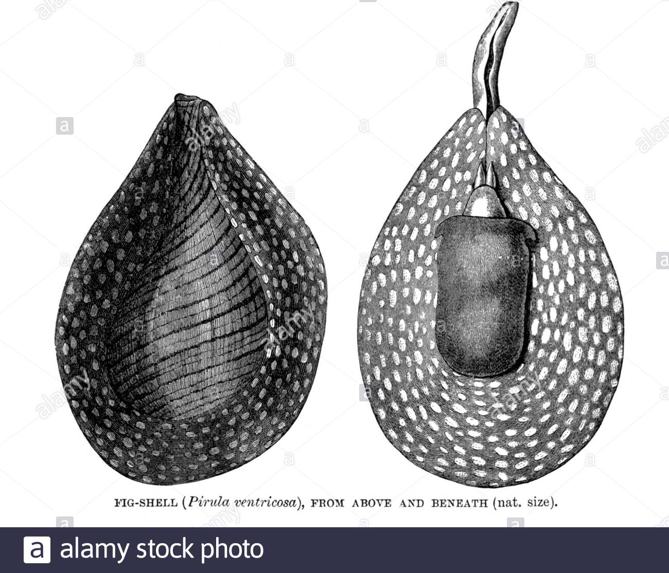 Mollusques à carapace figue (Pirula ventricosa), illustration ancienne de 1896 Banque D'Images