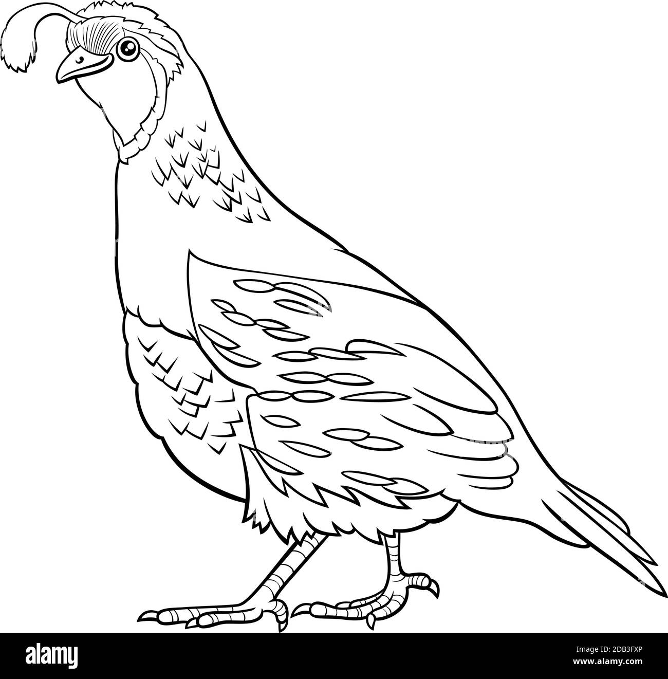 Illustration de dessin animé noir et blanc d'oiseau de caille drôle page de livre de coloriage de caractères Illustration de Vecteur