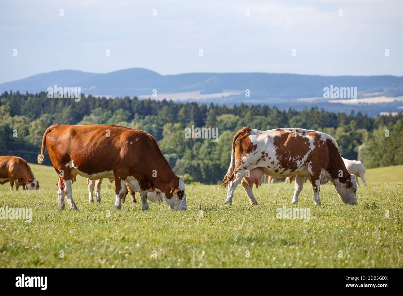 Troupeau de vaches et veaux broutant dans un pré vert Banque D'Images