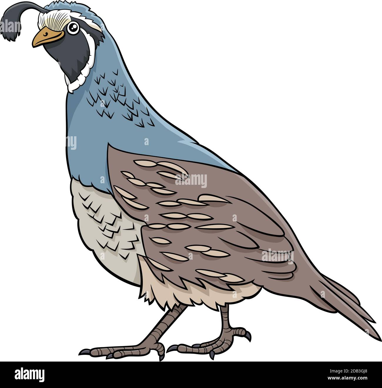 Illustration de dessin animé de drôle de caille oiseau caractère animal Illustration de Vecteur