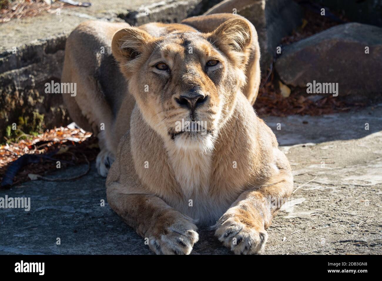 Lionne d'Asie (Panthera leo persica). Une espèce en voie de disparition. Banque D'Images