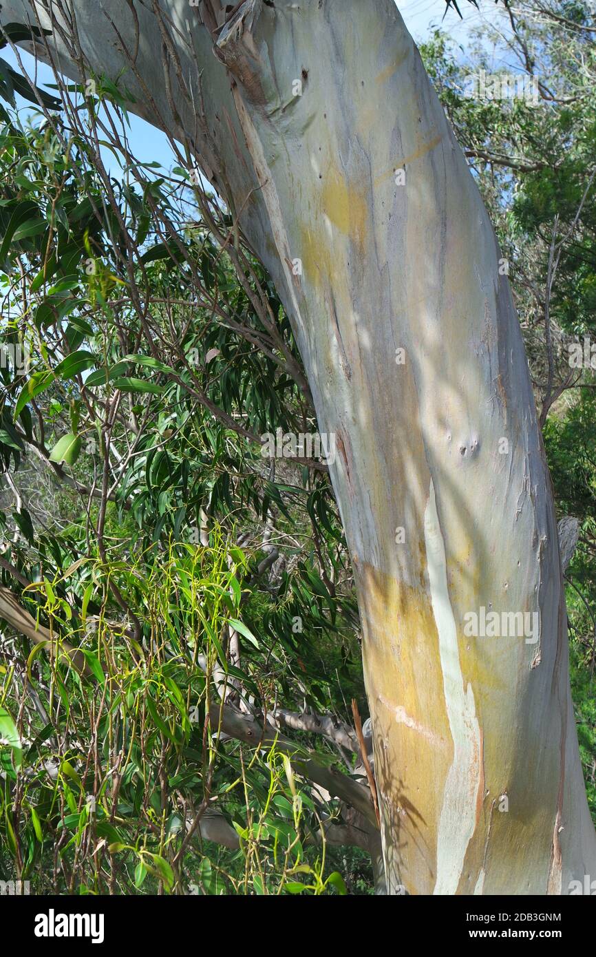 Eucalyptus, Madère Banque D'Images Eucalyptus, Madère Banque D'Images