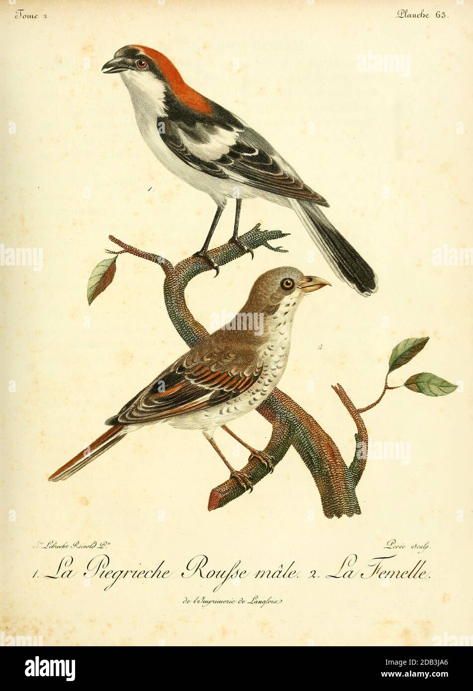 Pie-grièche à tête rousse la gamelle boisée (sénateur Lanius) est un membre de la famille des crevettes Laniidae. Le nom de genre Lanius est dérivé du mot latin « boucher », et certains crevettes sont également connus sous le nom d'oiseaux butcher en raison de leurs habitudes alimentaires. Du livre Histoire naturelle des oiseaux d'Afrique, volume 2, par le Vaillant, François, 1753-1824; Publier à Paris par chez J.J. Fuchs, braire 1799 Banque D'Images