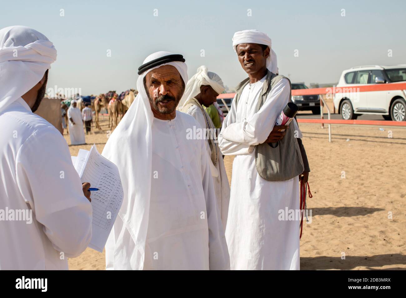 Emirats Arabes Unis / Al Dhaid / Camel Race dans la région centrale de l'émirat de Sharjah aux Emirats Arabes Unis . Banque D'Images