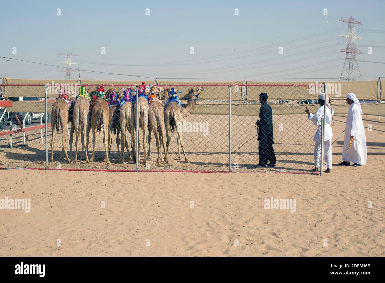 Emirats Arabes Unis / Al Dhaid / Camel Race dans la région centrale de l'émirat de Sharjah aux Emirats Arabes Unis . Banque D'Images
