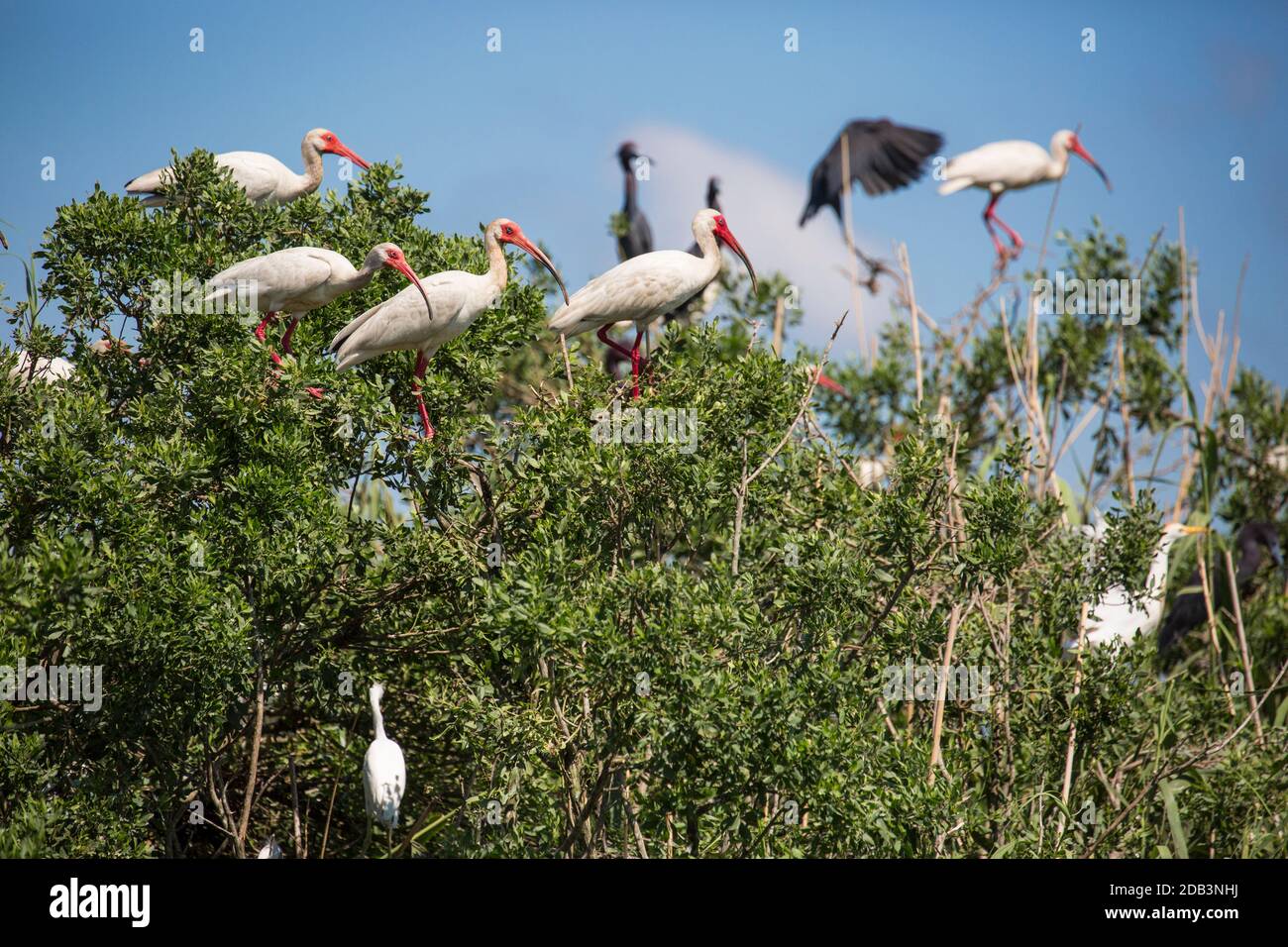 Oiseaux perçant sur le Bush, Lake Charles, Louisiane, États-Unis Banque D'Images