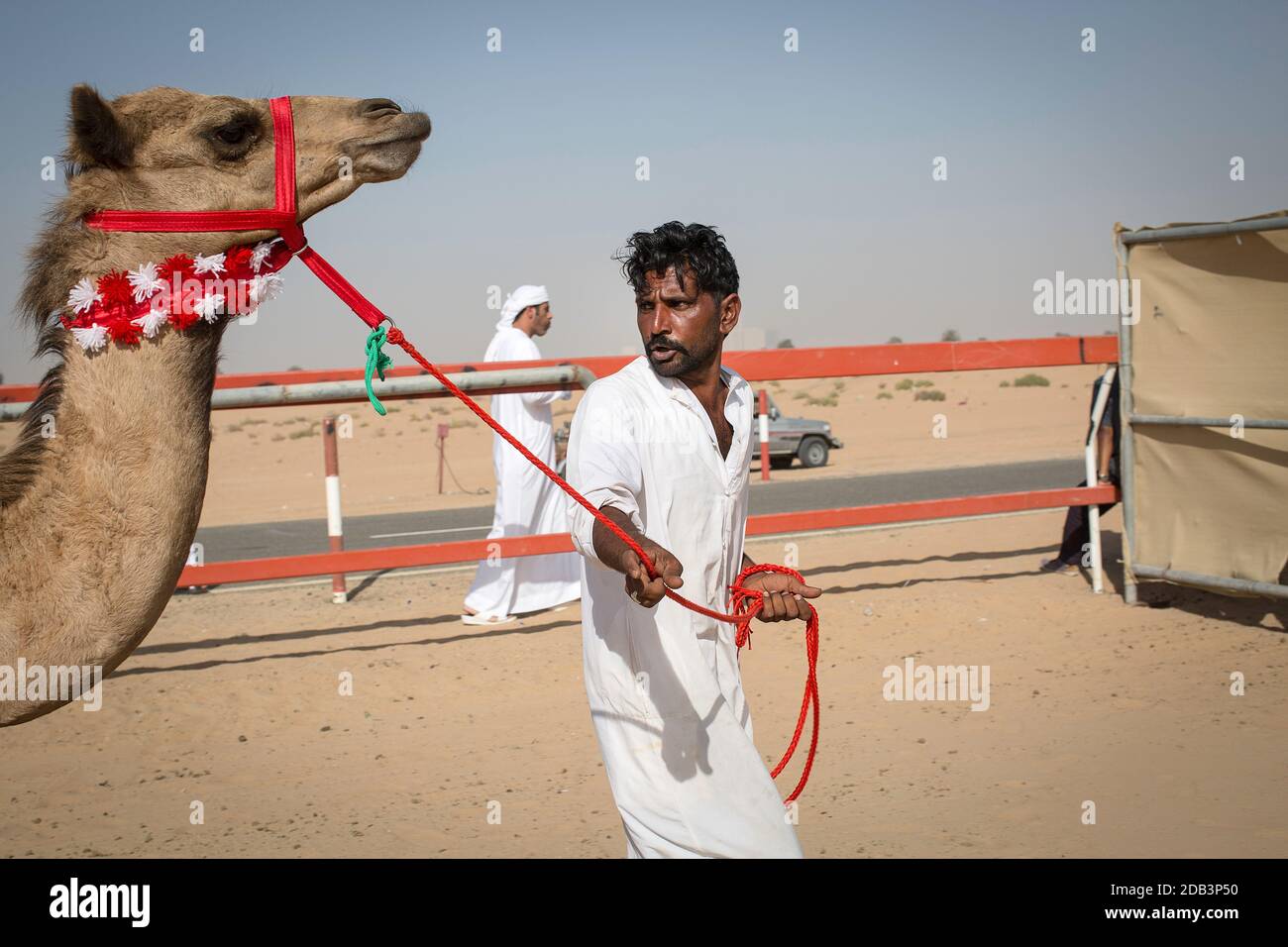 Emirats Arabes Unis / Al Dhaid / Camel Race dans la région centrale de l'émirat de Sharjah aux Emirats Arabes Unis . Banque D'Images